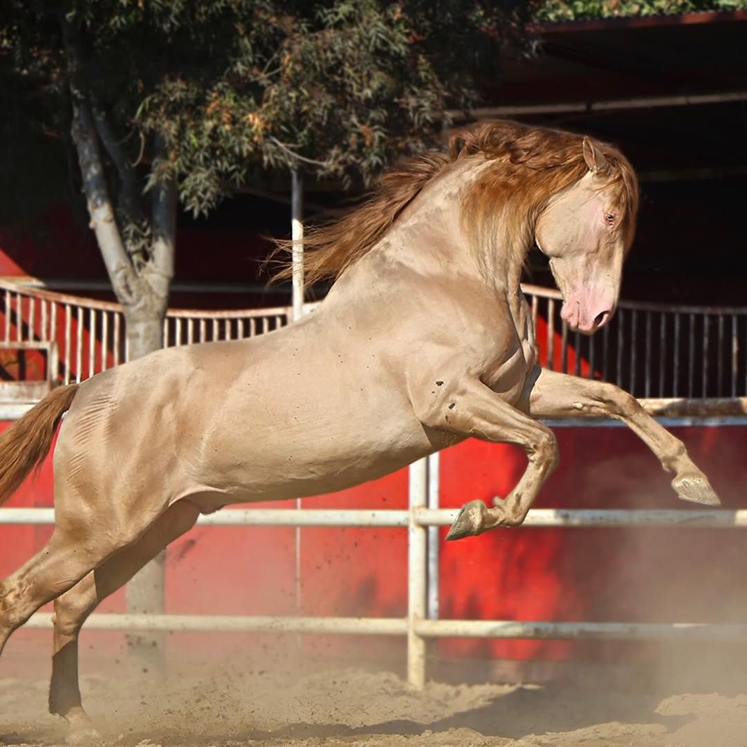 Rancho San Juan — Andalusian Horses